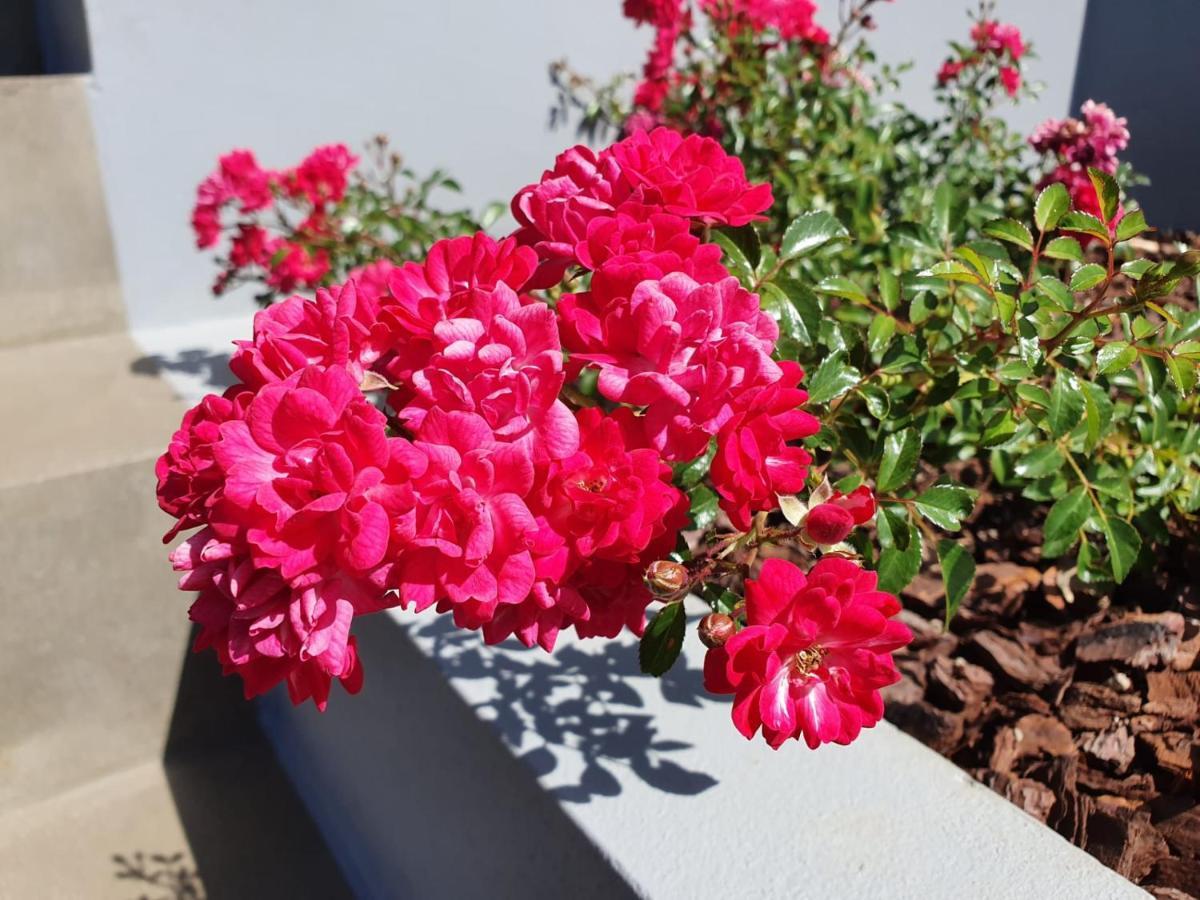 Casa Atlantico Dachterrassengeschoss Lejlighed Ribeira Brava Eksteriør billede